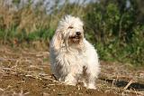 PTIT BASSET GRIFFON V.  047